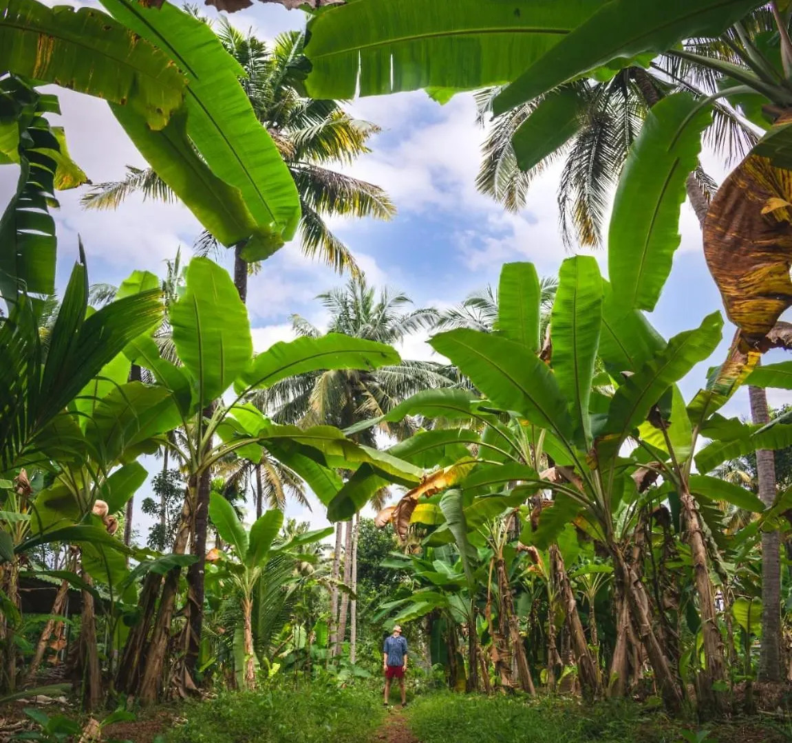 Alloggio per agriturismo Secret Paradise Farm Cottages Varkala