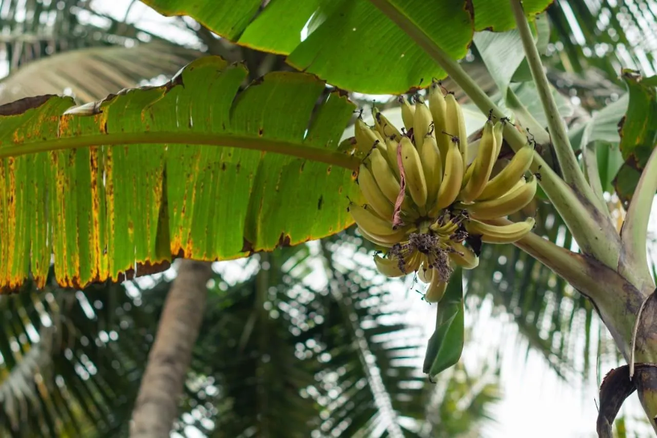 Secret Paradise Farm Cottages Varkala